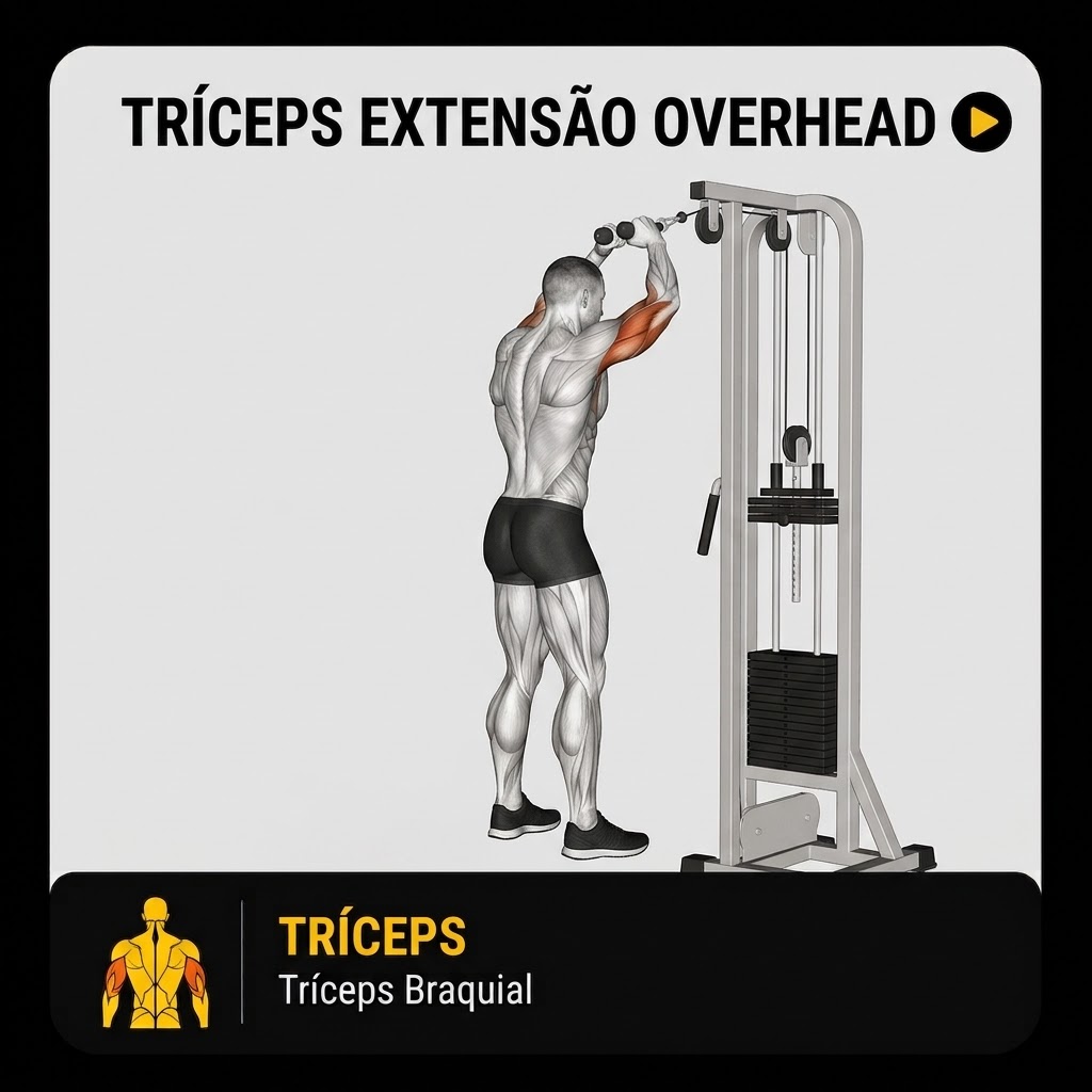 Tríceps extensão overhead, tríceps braquial
